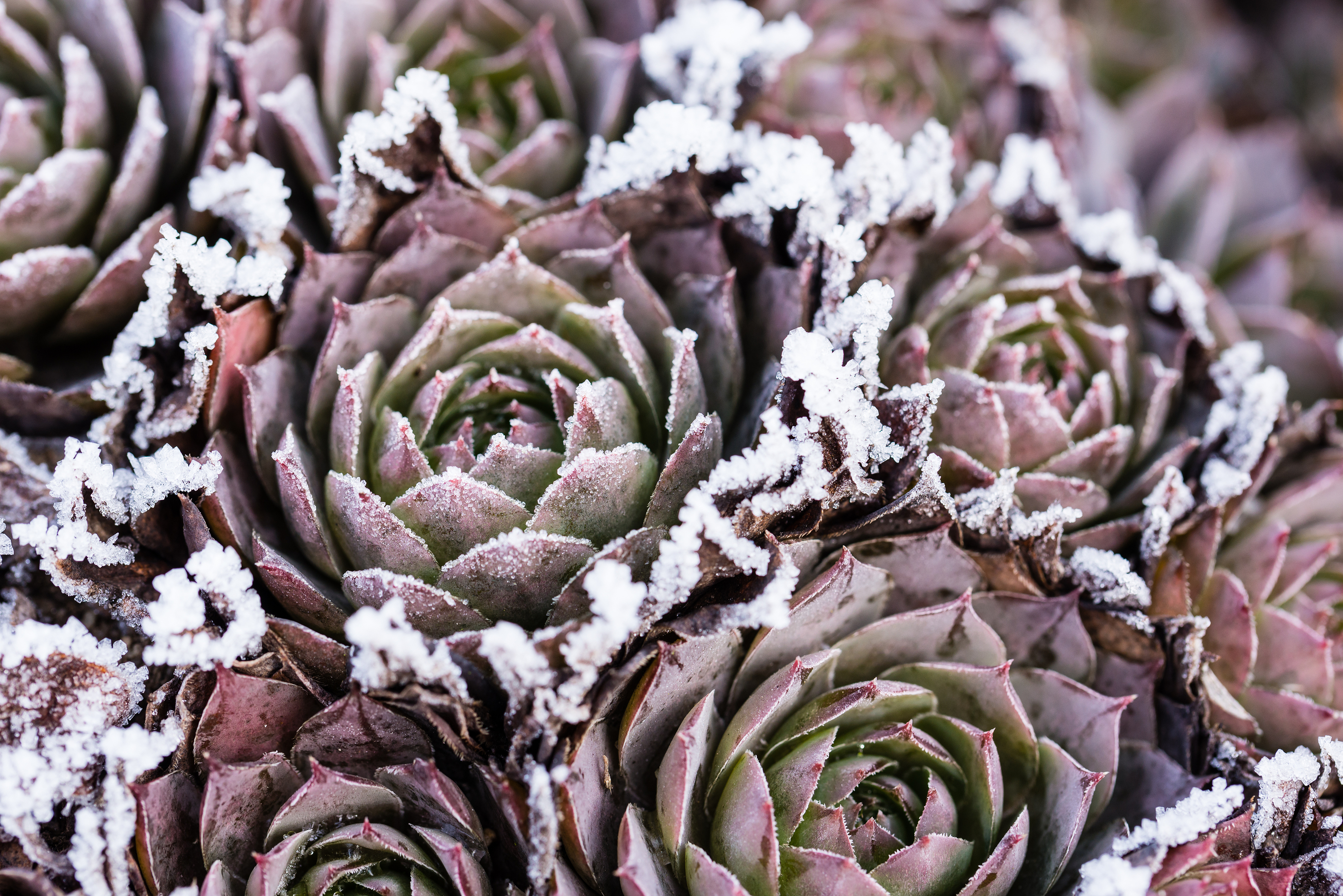 Protecting Drought Tolerant Plants in Low Temperatures