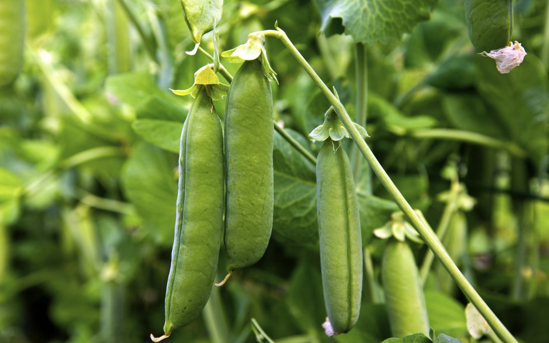 foodscaping garden