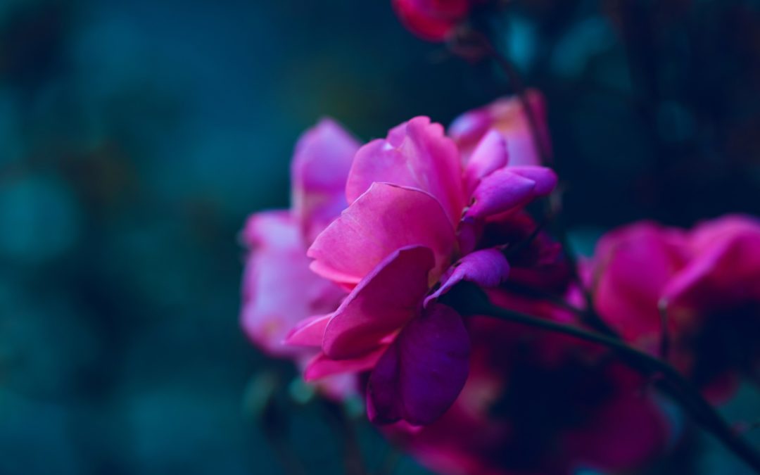 Landscape Design pink rose