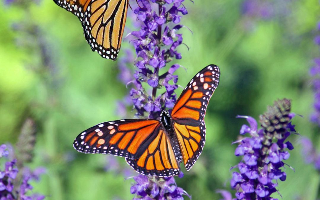 Colorful Butterfly Garden