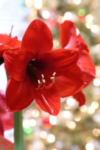 Amazing Amaryllis Landscape Design