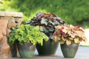 Dolce Heuchera trio Garden design Plants 