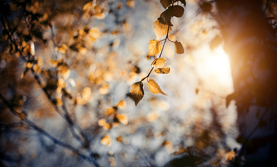 Gardening in November