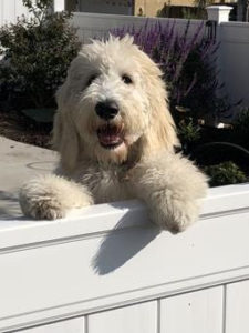 Dog Happy on Garden