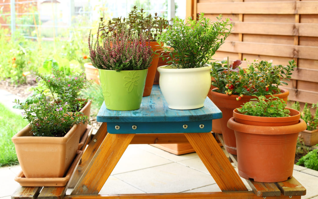 container garden