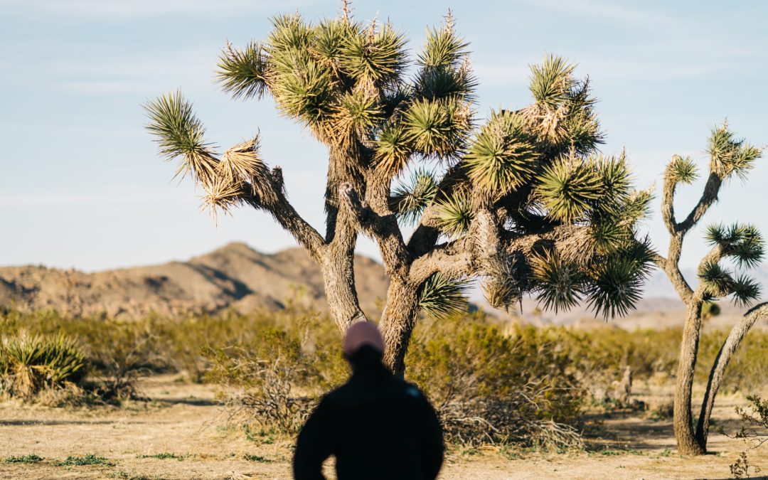 drought tolerant plants for California