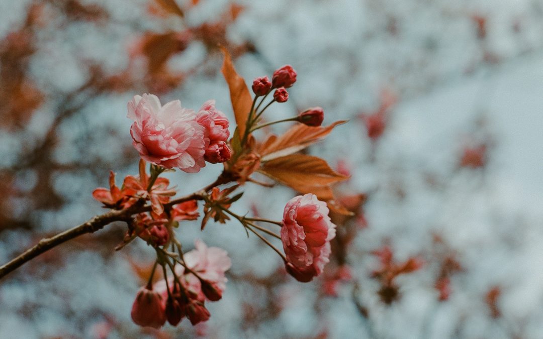 winter holiday gardening tips