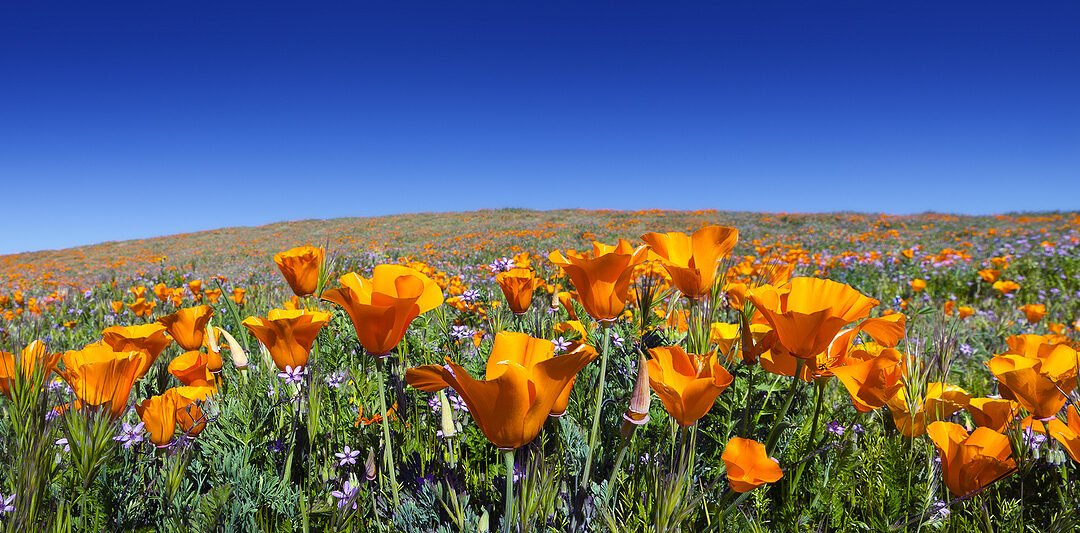 Bay Area Beauties: 6 Native Bay Area Plants That Help the Earth While Looking Beautiful