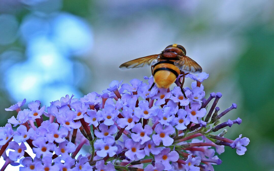 spring gardening