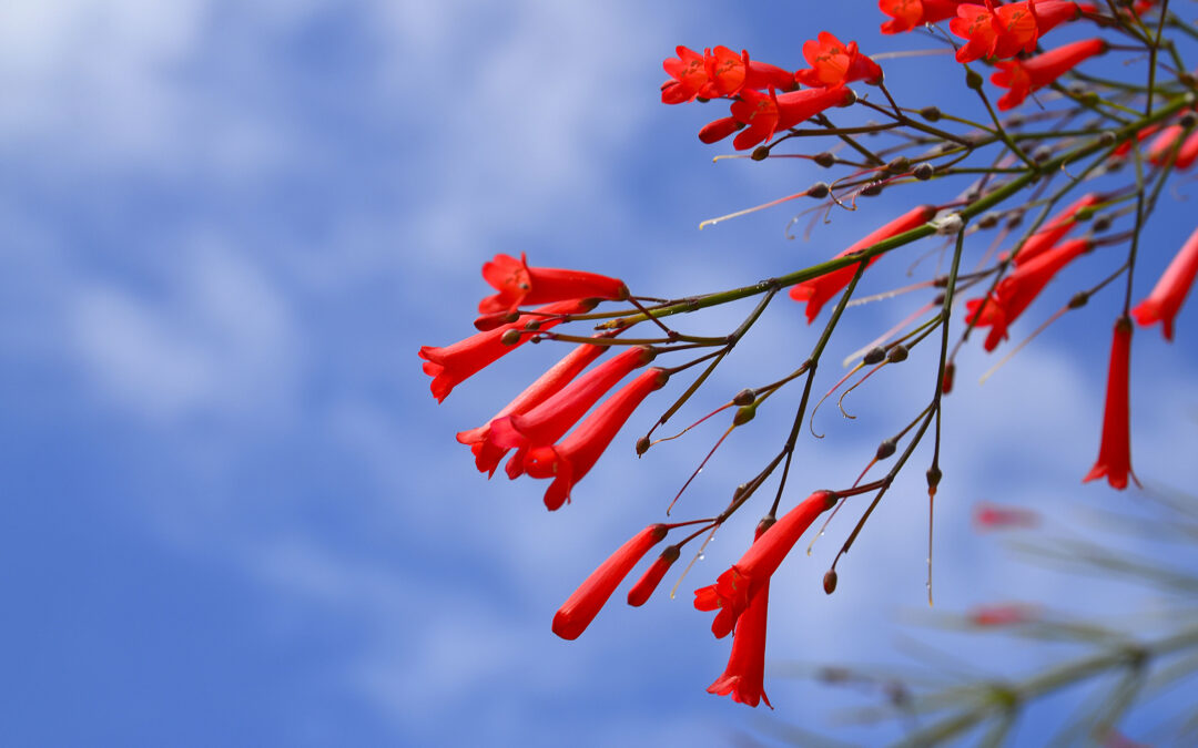 Drought Tolerant Plants for California Gardeners Who Love Color