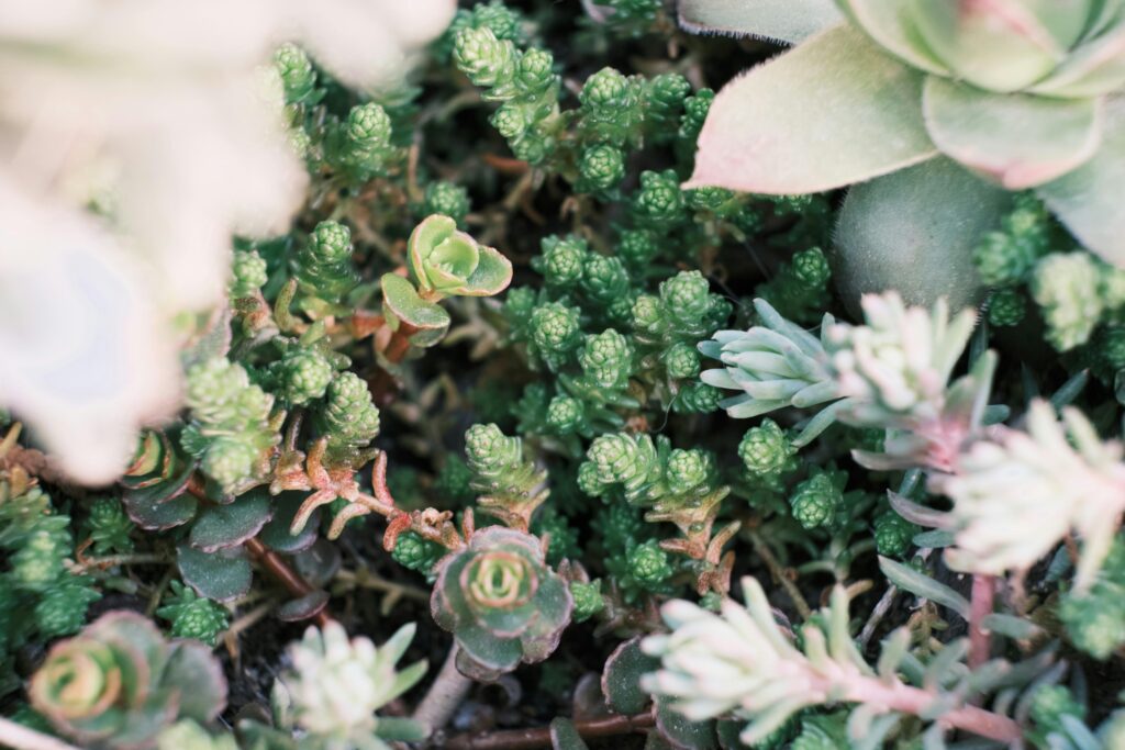 drought tolerant plants for California