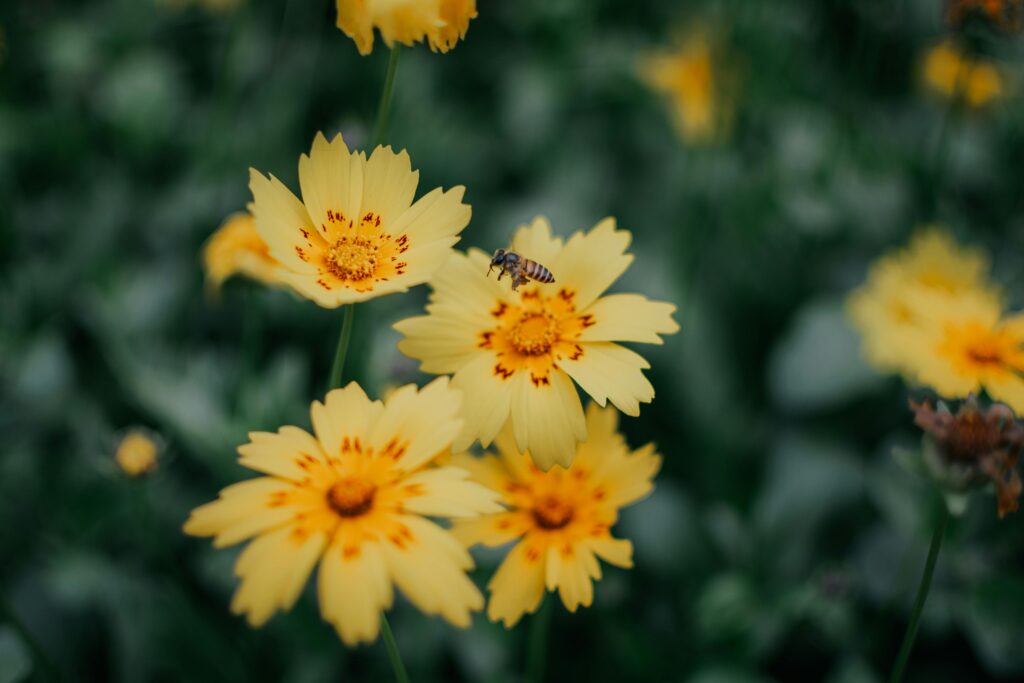 drought tolerant plants for California