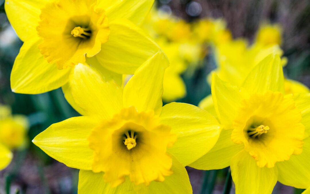 34 Yellow Flowers to Light Up Your Garden