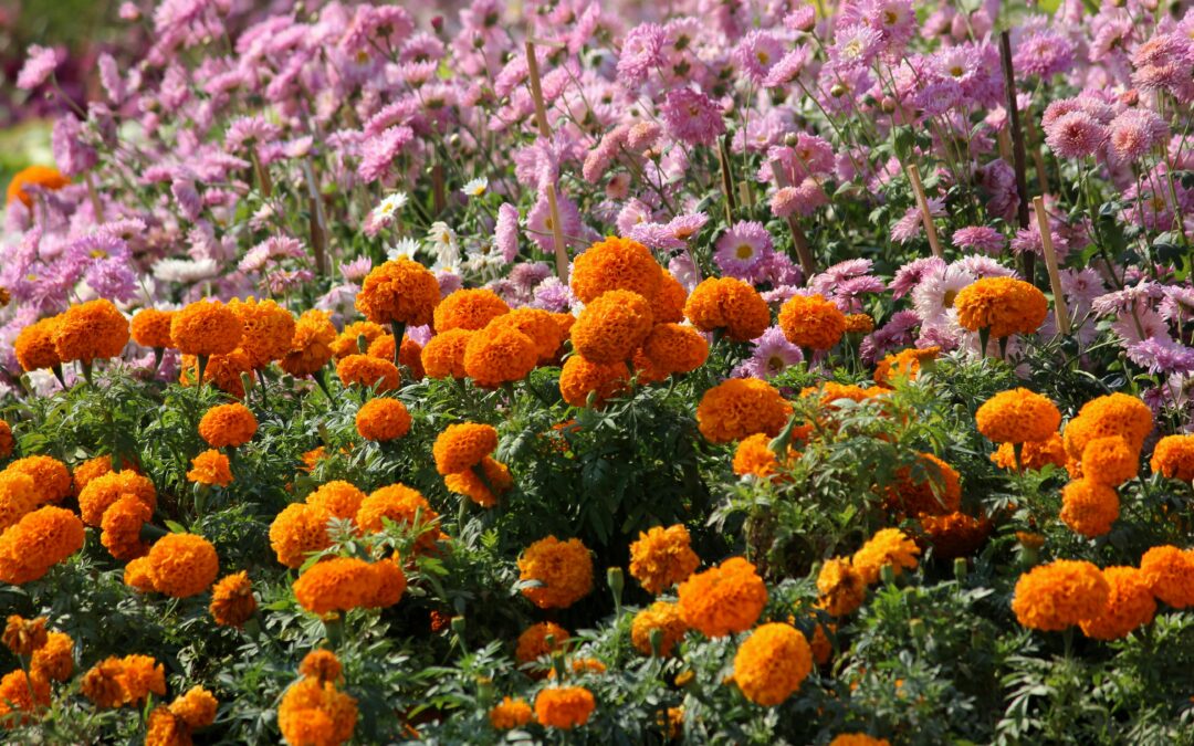12 Mosquito-Repelling Plants