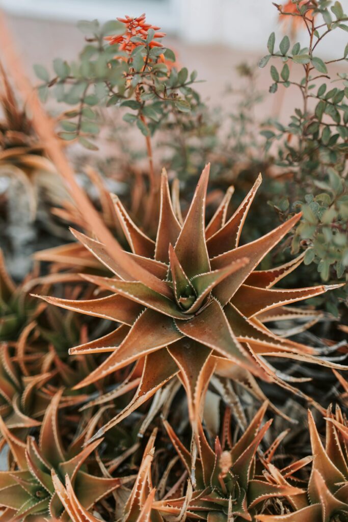 desert front yard landscape design