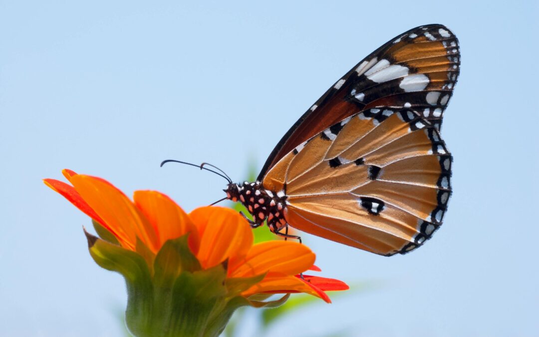 10 Butterfly Garden Ideas That Bring More Wings