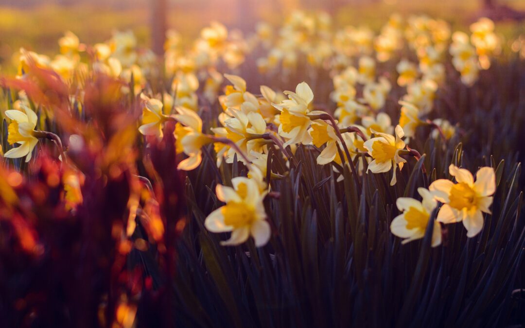 The Best Bulbs to Plant in Fall for Bay Area Gardens